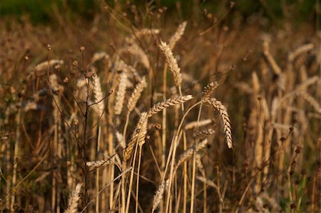 simsearch:400-05355620,k - Wheat ready to harvest Fotografie stock - Microstock e Abbonamento, Codice: 400-05270135