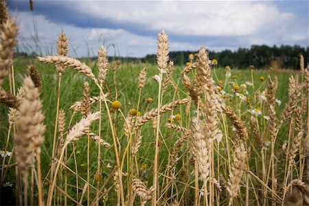 simsearch:400-04896751,k - close-up of wheat in a field Stock Photo - Budget Royalty-Free & Subscription, Code: 400-05270146