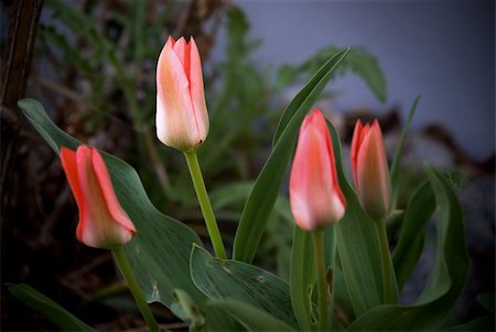 simsearch:633-02417497,k - Four red tulips with dark background Foto de stock - Super Valor sin royalties y Suscripción, Código: 400-05270155