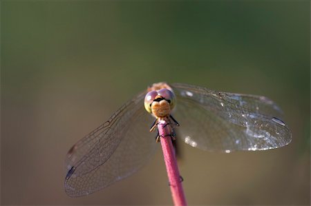 simsearch:400-06068038,k - Close up of dragonfly on a straw Stock Photo - Budget Royalty-Free & Subscription, Code: 400-05270152