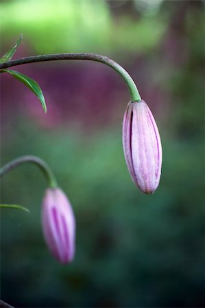simsearch:400-07676525,k - Close up of purple clematis bud Stock Photo - Budget Royalty-Free & Subscription, Code: 400-05270170