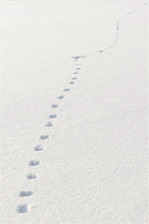 simsearch:622-06487860,k - Footprints in snow, made by a hare or a rabbit Photographie de stock - Aubaine LD & Abonnement, Code: 400-05270180