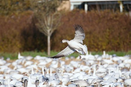 Snow goose (Chen caerulescens) preparing to land on the grass Stock Photo - Budget Royalty-Free & Subscription, Code: 400-05270300