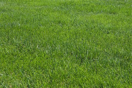 simsearch:400-05270311,k - Lawn, green grass, soccer field Foto de stock - Super Valor sin royalties y Suscripción, Código: 400-05270310