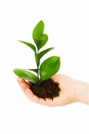 simsearch:400-04791546,k - Green seedling in hand isolated on white Stock Photo - Budget Royalty-Free & Subscription, Code: 400-05271069