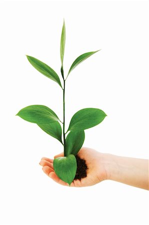 simsearch:625-02265907,k - Green seedling in hand isolated on white Stock Photo - Budget Royalty-Free & Subscription, Code: 400-05271076