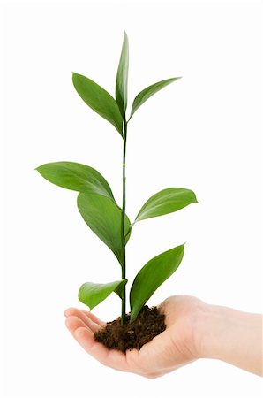 simsearch:400-04791546,k - Green seedling in hand isolated on white Stock Photo - Budget Royalty-Free & Subscription, Code: 400-05271073