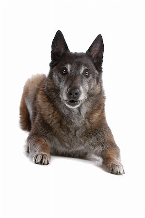 dog police - old and grey Belgian Shepherd isolated on a white background Stock Photo - Budget Royalty-Free & Subscription, Code: 400-05271176