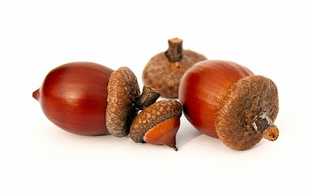 shantishanti (artist) - Isolated clean acorns Fotografie stock - Microstock e Abbonamento, Codice: 400-05271196