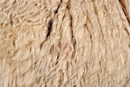 simsearch:400-05684520,k - long white wool sheep Stock Photo - Budget Royalty-Free & Subscription, Code: 400-05271257