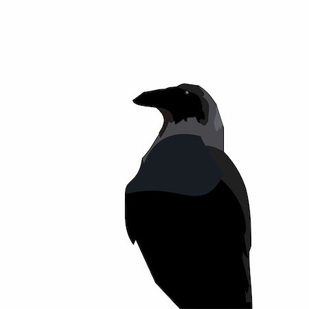 raven crow vector - Realistic illustration of black raven - vector Stock Photo - Budget Royalty-Free & Subscription, Code: 400-05271543