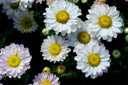 simsearch:400-04031781,k - white chrysanthemums Stock Photo - Budget Royalty-Free & Subscription, Code: 400-05271737