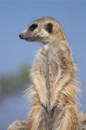 simsearch:400-04375895,k - very nice suricata from the wild nature Stock Photo - Budget Royalty-Free & Subscription, Code: 400-05271838