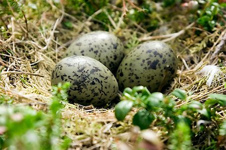 simsearch:400-04406903,k - Spotty eggs of a bird in a nest on the nature Fotografie stock - Microstock e Abbonamento, Codice: 400-05272047