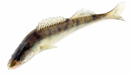 danilin (artist) - Pikeperch isolated on white background Fotografie stock - Microstock e Abbonamento, Codice: 400-05272119