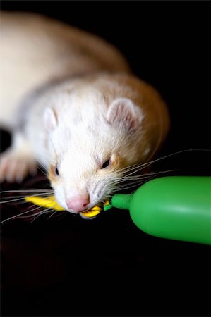 A young ferret playing in the room Stock Photo - Budget Royalty-Free & Subscription, Code: 400-05272135