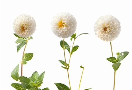 florist background - Beautiful white dahlias isolated on a white background. Stock Photo - Budget Royalty-Free & Subscription, Code: 400-05272193