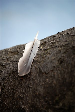 closeup of a feather, pigeon plume Foto de stock - Royalty-Free Super Valor e Assinatura, Número: 400-05272529