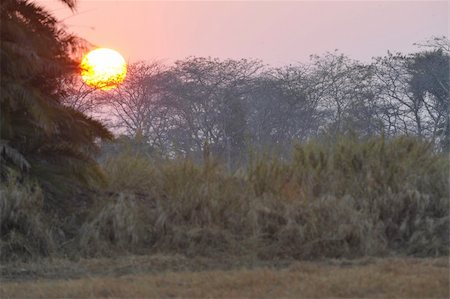 simsearch:400-04284665,k - Early dawn in jungle. Pink light of an early dawn. Jungle of Zambia. Africa. Stock Photo - Budget Royalty-Free & Subscription, Code: 400-05272572