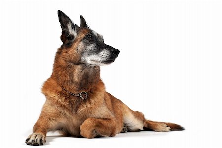 simsearch:400-06797659,k - old purebred belgian sheepdog malinois laid down in front of white background Photographie de stock - Aubaine LD & Abonnement, Code: 400-05272585