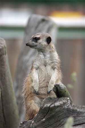 simsearch:400-05888526,k - Curious animal - meerkat or suricate (Suricata suricatta) Photographie de stock - Aubaine LD & Abonnement, Code: 400-05272638