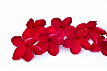 enciktat (artist) - Red Frangipani flowers isolated on white background Foto de stock - Royalty-Free Super Valor e Assinatura, Número: 400-05272737
