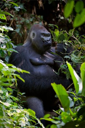 The male of a gorilla eating leafs. A native habitat. Congo Stock Photo - Budget Royalty-Free & Subscription, Code: 400-05272746