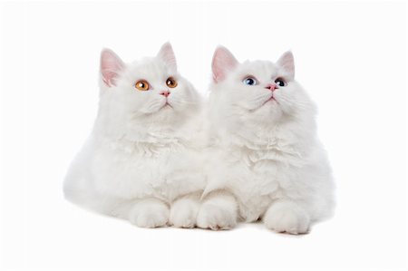 shocked face animal - two White cats with blue and yellow eyes. On a white background Stock Photo - Budget Royalty-Free & Subscription, Code: 400-05272785