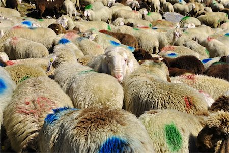 simsearch:400-05684520,k - sheep in the mountains of the Dolomites in Val Senales Stock Photo - Budget Royalty-Free & Subscription, Code: 400-05272978