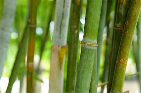 green bamboo background Stock Photo - Budget Royalty-Free & Subscription, Code: 400-05273068