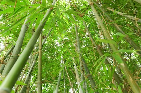 simsearch:400-05175967,k - bamboo forest Stock Photo - Budget Royalty-Free & Subscription, Code: 400-05273069