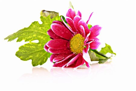 simsearch:400-05369226,k - Red Flower over white Stock Photo - Budget Royalty-Free & Subscription, Code: 400-05273235