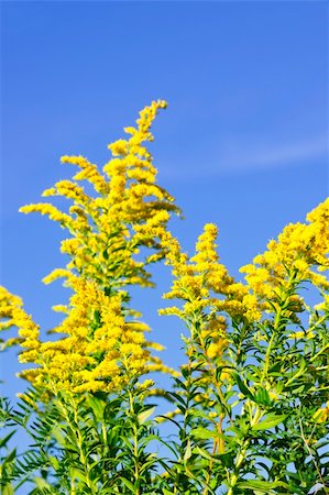 Blooming goldenrod plant on blue sky background Foto de stock - Royalty-Free Super Valor e Assinatura, Número: 400-05273831