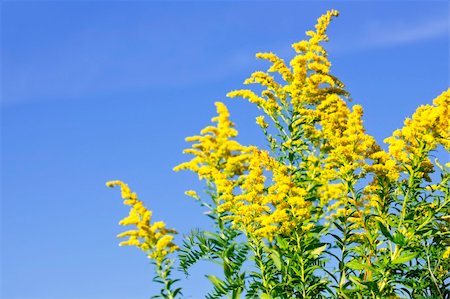 Blooming goldenrod plant on blue sky background Foto de stock - Royalty-Free Super Valor e Assinatura, Número: 400-05273832