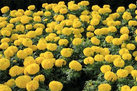 simsearch:400-05713050,k - group of yellow marigolds Stock Photo - Budget Royalty-Free & Subscription, Code: 400-05273923