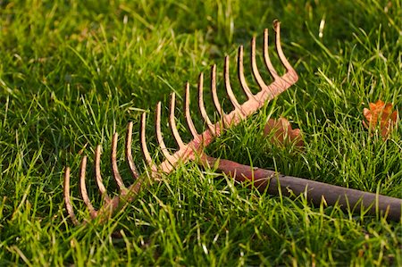 raking leaves - Detail of the iron rake in the grass. Stock Photo - Budget Royalty-Free & Subscription, Code: 400-05284300