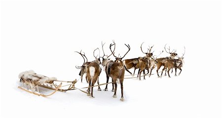 Eight reindeers stand to harnesses in winter. Fotografie stock - Microstock e Abbonamento, Codice: 400-05284451