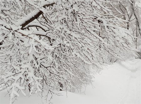 simsearch:400-07184753,k - Bare snowbound branch Stock Photo - Budget Royalty-Free & Subscription, Code: 400-05284556