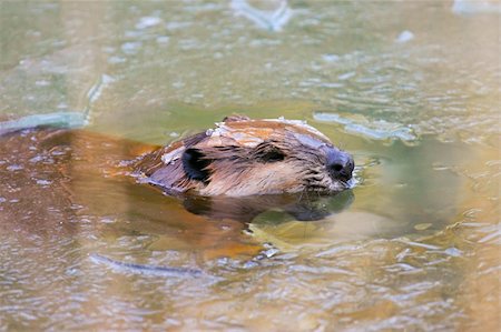 North American Beaver Breaks Thru Pond Ice With Head To Make A Breathing Hole.  Ice is sitting on the Beaver's Head.  Beaver was located in Ohio. Photographie de stock - Aubaine LD & Abonnement, Code: 400-05284654