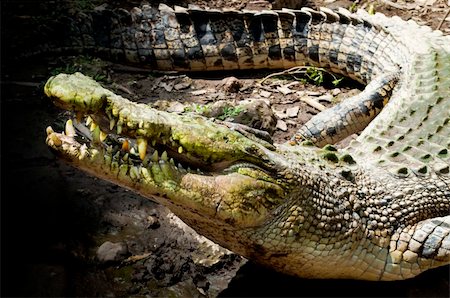 Crocodile in wildlife hanging around with head up Foto de stock - Super Valor sin royalties y Suscripción, Código: 400-05284825