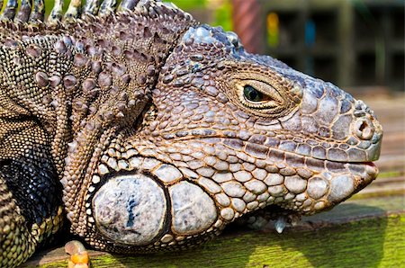 simsearch:400-05260189,k - Blue white and gold Iguana head detail Stockbilder - Microstock & Abonnement, Bildnummer: 400-05284827