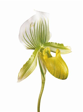 simsearch:632-01638111,k - Perfect yellow orchid isolated on white background Stock Photo - Budget Royalty-Free & Subscription, Code: 400-05284888