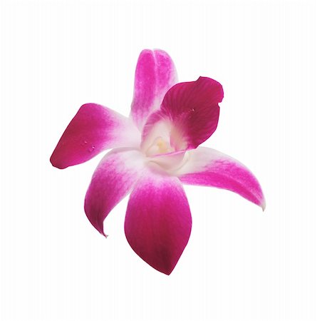 simsearch:400-04596018,k - Perfekt rosa Orchidee isoliert auf weißem Hintergrund Stockbilder - Microstock & Abonnement, Bildnummer: 400-05284889