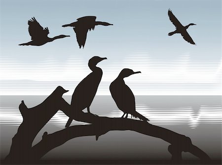 illustration silhouettes Cormorants in nature Foto de stock - Super Valor sin royalties y Suscripción, Código: 400-05285186