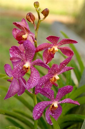 Wild orchids of high-mountainous Borneo. The paradise fallen asleep butterflies. Foto de stock - Super Valor sin royalties y Suscripción, Código: 400-05285264