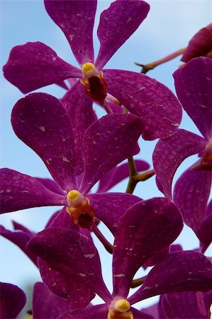Wild orchids of high-mountainous Borneo. The paradise fallen asleep butterflies. Foto de stock - Super Valor sin royalties y Suscripción, Código: 400-05285265