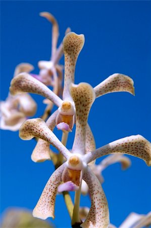 Wild orchids of high-mountainous Borneo. The paradise fallen asleep butterflies. Foto de stock - Super Valor sin royalties y Suscripción, Código: 400-05285278