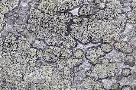 simsearch:400-05901933,k - Natural background - a surface of a rock with northern lichen Stock Photo - Budget Royalty-Free & Subscription, Code: 400-05285353