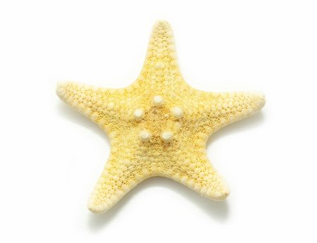 simsearch:400-04574520,k - Starfish isolated on white background Stockbilder - Microstock & Abonnement, Bildnummer: 400-05285396