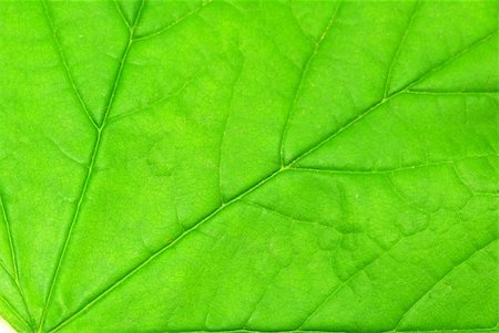 structure of leaf natural background Stock Photo - Budget Royalty-Free & Subscription, Code: 400-05285426